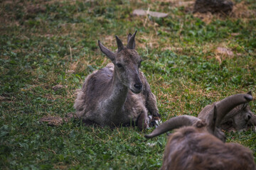Side view of young female Capra cylindricornis (East Caucasian tur or Daghestani tur) cub lying down on green grass. Soft focus. Beauty in nature theme.