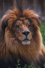 Close-up portrait of adult male lion with large brown mane and calm facial expression. Lion looks at camera. Soft focus. Animal portrait theme.