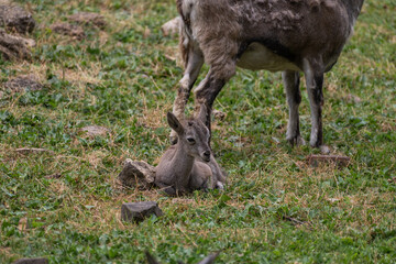 Side view of young female Capra cylindricornis (East Caucasian tur or Daghestani tur) cub lying down on green grass. Soft focus. Beauty in nature theme.