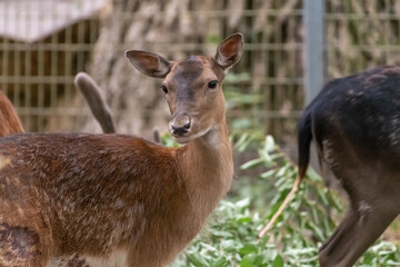 Close-up portrait of red deer (Cervus elaphus) doe standing in natural park by fence. Soft focus. Beauty in nature.