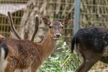 Close-up portrait of red deer (Cervus elaphus) doe standing in natural park by fence. Soft focus. Beauty in nature.