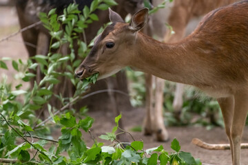 Close-up portrait of red deer (Cervus elaphus) doe eating green leaves from tree branch in forest. Soft focus. Beauty in nature.