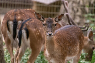 Close-up portrait of red deer (Cervus elaphus) doe standing in natural park by fence. Soft focus. Beauty in nature.