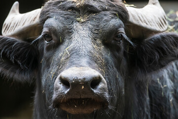 Close-up front view portrait of black Bubalus bubalis kerebau (Carabao or Asian water buffalo)...