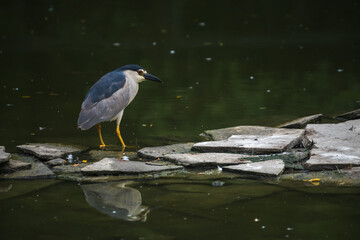 Close-up side view of one beautiful  adult Nycticorax nycticorax (Black-crowned night heron or night heron) walking on lake water next to stones and searching fish. Soft focus. Animal portraits theme.