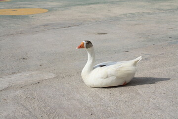 goose on asphalt
