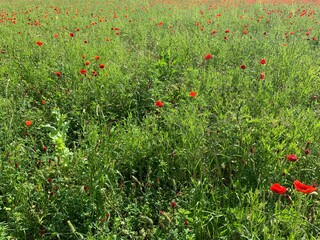 field of poppies