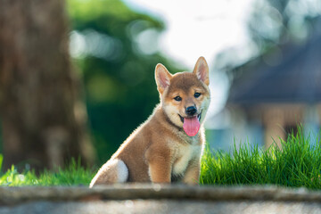 Beautiful male Japanese dog Shiba inu. Red shiba inu dog lying in the green grass in summer.
