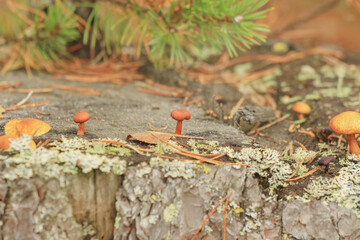small mushrooms growing on a stump in the forest