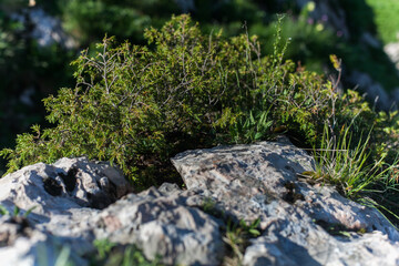 A Verdant Tapestry at Fish Mountain