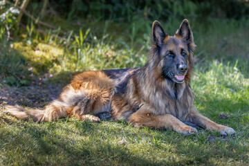 Beautiful long-haired German Shepherd dog lying on the grass.