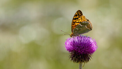butterfly on flower in nature