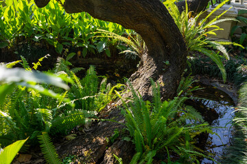 Lush green garden with a curved tree trunk and vibrant ferns in Kathmandu, Nepal. The peaceful...