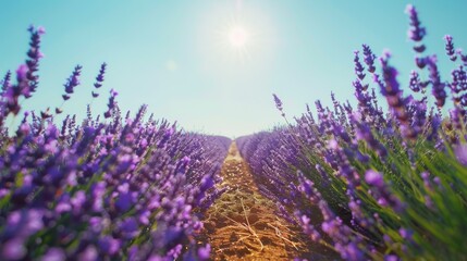 Obraz premium Sunlit lavender rows under blue sky in countryside