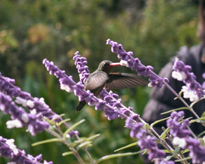 hummingbird feeding on purple lavender flower with girls at the background