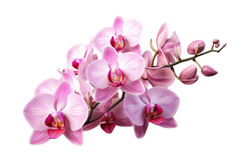 Obraz premium A delicate cluster of pink orchids with buds, isolated on a black background. Perfect for floral and beauty designs.