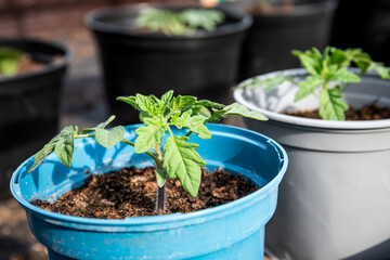 Tomato plant in a blue pot with soil, home gardening
