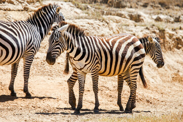 Plains zebras