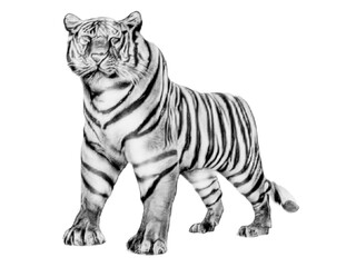 Cute Tiger silhouette with black and white art illustration