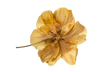 Golden dried hibiscus flower isolated on transparent