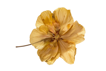 Golden dried hibiscus flower isolated on transparent