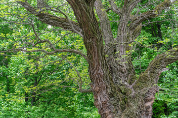 Big old tree of unusual curved shape in park. Knotted twisted of unusual trunk. Fantasy mysterious tree branch. Amazing texture brown bark. Deformation bizarre tree outdoor in garden. Wooden in nature