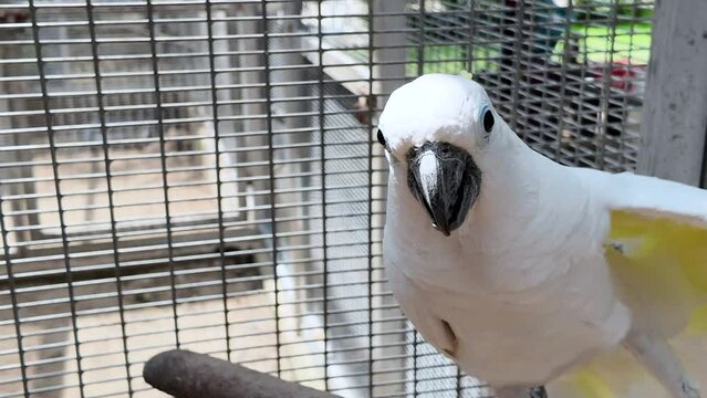 white Cockatiel bird perched on a branch. pet and animal concept