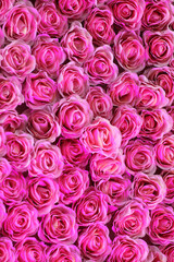 pink roses background