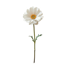 Obraz premium High-quality image of a single white daisy flower with green stem and leaves, isolated on a white background.