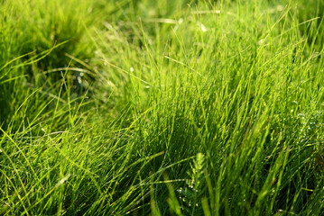 Green spring grass close-up. Green blades of grass in the sunlight in the garden.