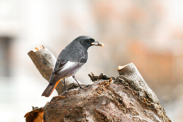 redstart resting on a trunk