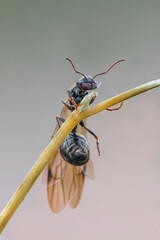 
ant 
steering wheel clinging to a twig