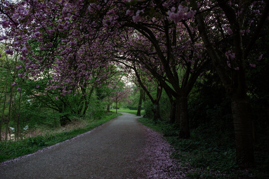 Kirschalle in M&uuml;nster