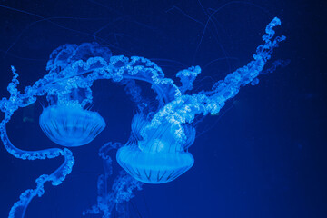 underwater photos of jellyfish chrysaora plocamia south america sea nettle