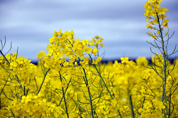 Yellow flowers of oilseed radish leaves on the field.