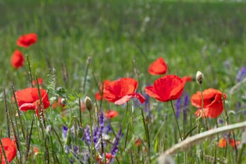 Poppies in a field in Germany