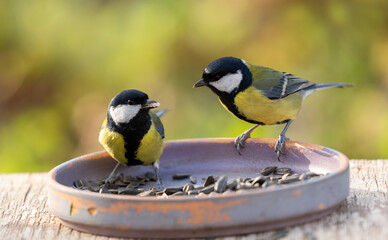 Little birds feeding on a bird feeder with sunflower seeds. Great tit