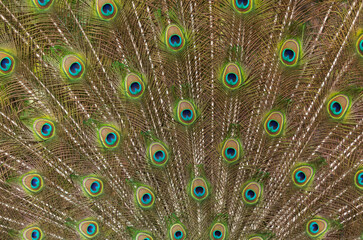 Fototapeta premium Peacock tail with open feathers as background