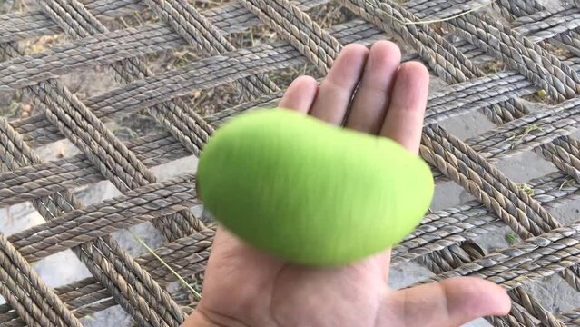 unripe mango or green mango in chlidren hand