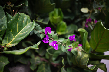 Obraz premium Bougainvillea in rosa