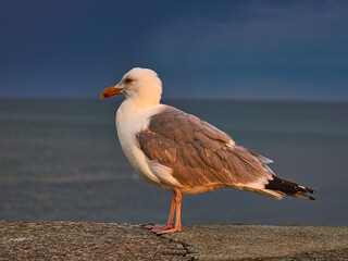 Nahaufnahme Möwe mit der Ostsee im Hintergrund, Morgenlicht, Warnemünde, Mecklenburg Vorpommern, Deutschland