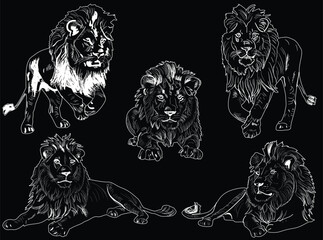 five lions sketches isolated on black background