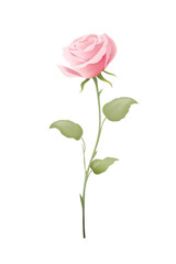 A single pink rose with green leaves on a black background.  The rose is in full bloom and the leaves are delicate.
