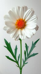 Shasta Daisy on white background. ai generated
