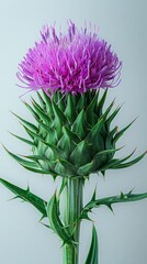 Thistle on white background. ai generated