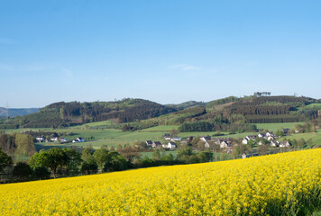 rapeseed field in german sauerland under cloudy sky in spring