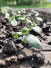 small cucumber sprouts growing on a bed in a vegetable garden