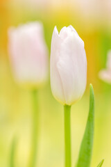 light pink tulip on green and yellow background