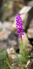 An endemic sardinian orchid, Orchis ichnusae; in the Early Purple group, purple flower in spring,...