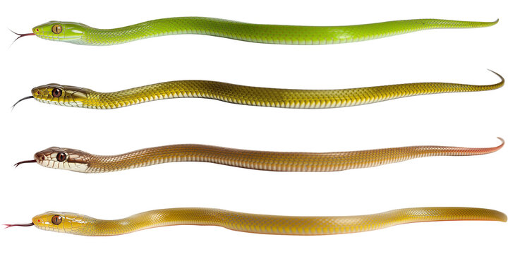 Set of four different straight snakes isolated on white or transparent background, png clipart, design element. Easy to place on any other background.